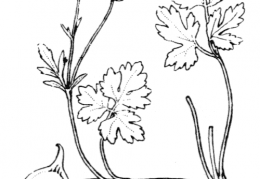 Nom original: Ranunculus repens (n°44)