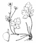 Nom original: Ranunculus repens (n°44)
