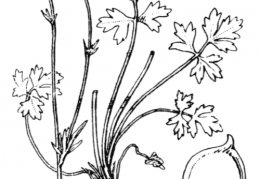 Nom original: Ranunculus bulbosus (n°45)