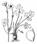 Nom original: Ranunculus bulbosus (n°45)