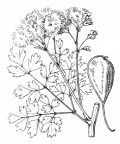 Nom original: Thalictrum aquilegiifolium (n°59)