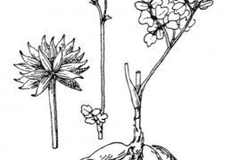Nom original: Thalictrum tuberosum (n°61)