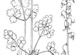 Nom original: Thalictrum alpinum (n°62)