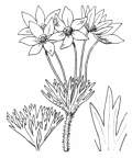Nom original: Anemone narcissiflora (n°71)