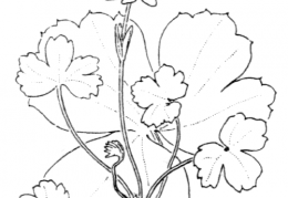 Nom original: Anemone hortensis (n°73)