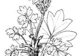 Nom original: Anemone vernalis (n°75)