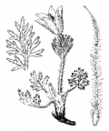 Nom original: Anemone pulsatilla (n°77)