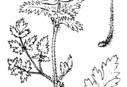 Nom original: Anemone alpina (n°78)