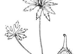 Nom original: Anemone ranunculoides (n°79)