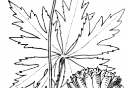 Nom original: Trollius europaeus (n°84)