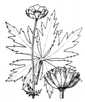 Nom original: Trollius europaeus (n°84)