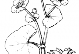 Nom original: Caltha palustris (n°85)