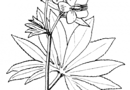 Nom original: Helleborus viridis (n°87)