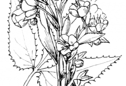 Nom original: Helleborus lividus (n°88)