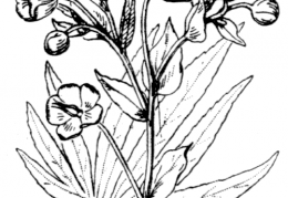 Nom original: Helleborus foetidus (n°89)