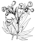 Nom original: Helleborus foetidus (n°89)