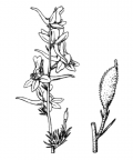 Nom original: Delphinium ajacis (n°96)