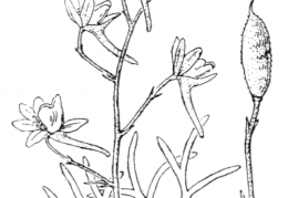 Nom original: Delphinium pubescens (n°98)
