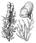 Nom original: Aconitum anthora (n°104)