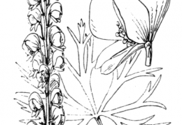 Nom original: Aconitum napellus (n°106)
