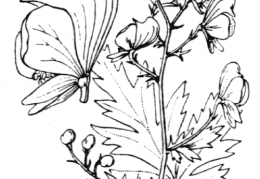 Nom original: Aconitum paniculatum (n°107)