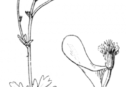 Nom original: Aquilegia bernardii (n°108)