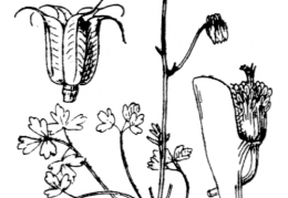 Nom original: Aquilegia kitaibelii (n°111)