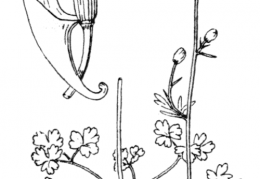 Nom original: Aquilegia reuteri (n°112)