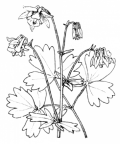 Nom original: Aquilegia vulgaris (n°113)
