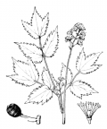 Nom original: Actaea spicata (n°114)