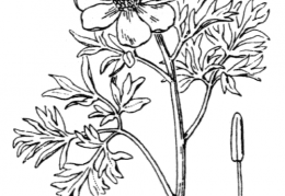 Nom original: Paeonia peregrina (n°116)
