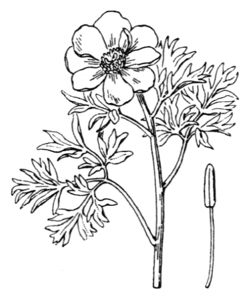 coste_0116.png