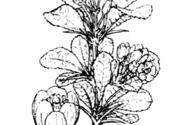 Nom original: Berberis vulgaris (n°117)