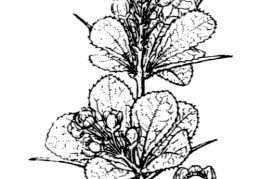 Nom original: Berberis aetnensis (n°118)