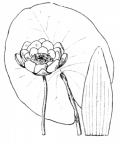 Nom original: Nymphaea alba (n°119)
