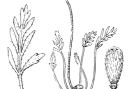 Nom original: Papaver alpinum (n°122)