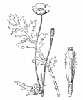 Nom original: Papaver argemone (n°124)