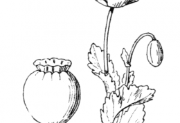 Nom original: Papaver somniferum (n°125)