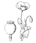 Nom original: Papaver somniferum (n°125)