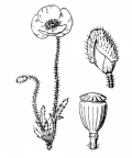 Nom original: Papaver rhoeas (n°126)