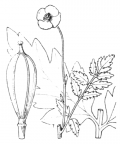 Nom original: Meconopsis cambrica (n°130)