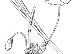 Nom original: Roemeria violacea (n°131)