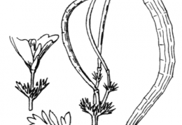 Nom original: Hypecoum procumbens (n°136)