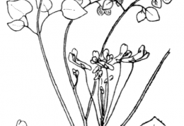 Nom original: Corydalis enneaphylla (n°137)