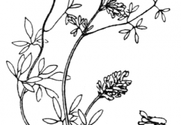 Nom original: Corydalis claviculata (n°138)