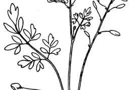 Nom original: Corydalis lutea (n°139)