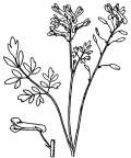 Nom original: Corydalis lutea (n°139)