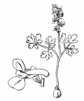 Nom original: Corydalis cava (n°140)
