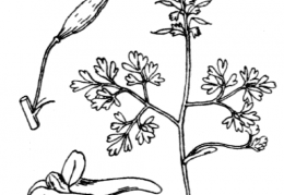Nom original: Corydalis solida (n°142)