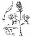 Nom original: Corydalis solida (n°142)